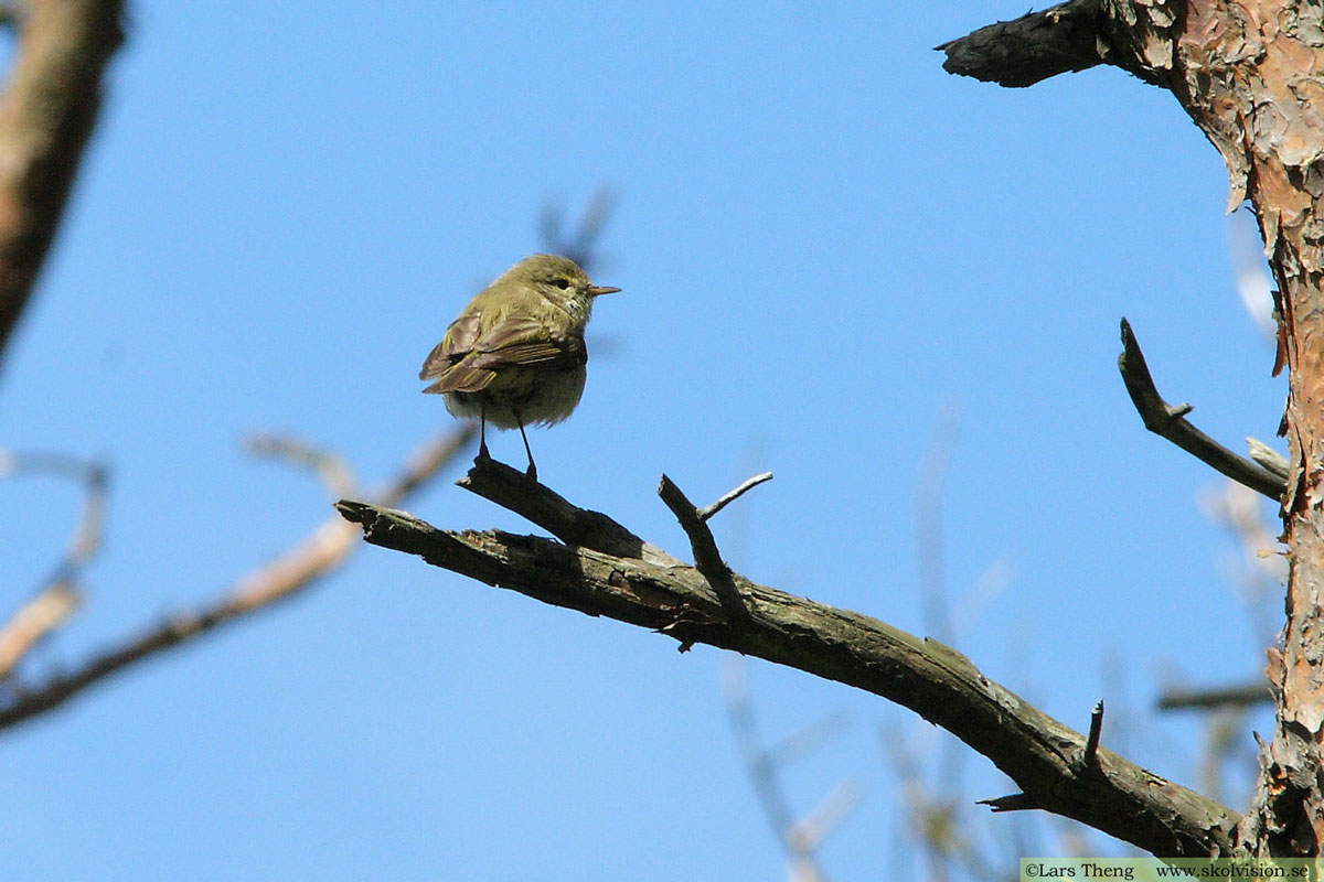 Nordsångare, Phylloscopus borealis